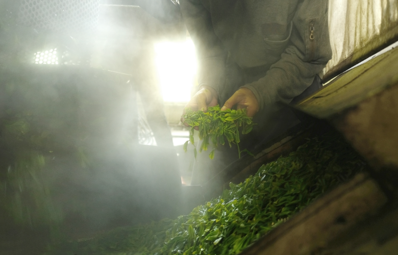 a man handling tea leaves