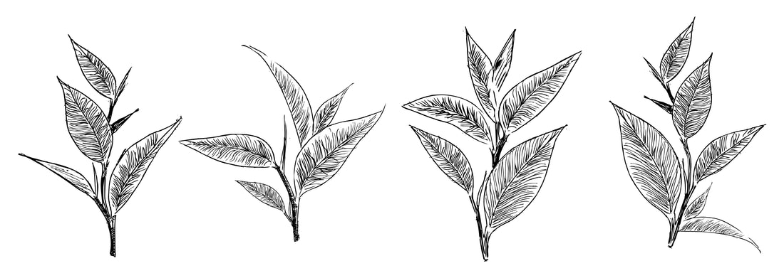 How to Steep Tea Like a Pro (without thermostats) - Zana Tea