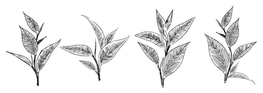 How to Steep Tea Like a Pro (without thermostats) - Zana Tea