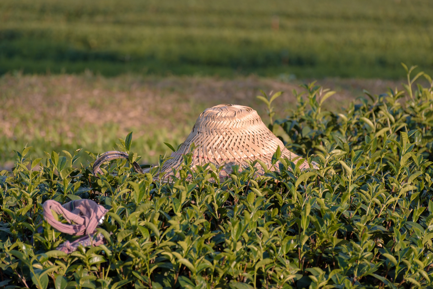 farmer's hat sitting on a tree bush in the tea field