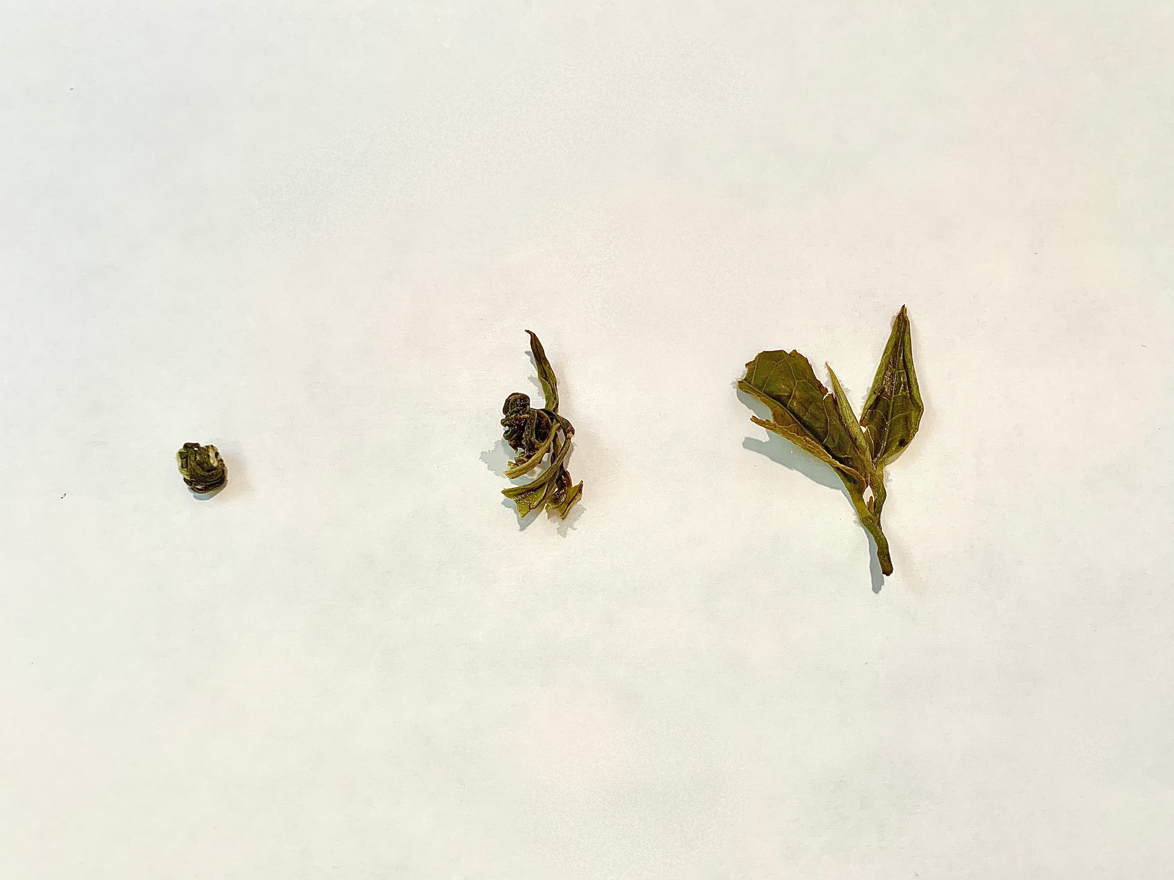 jasmine pearl tea leaves unraveling